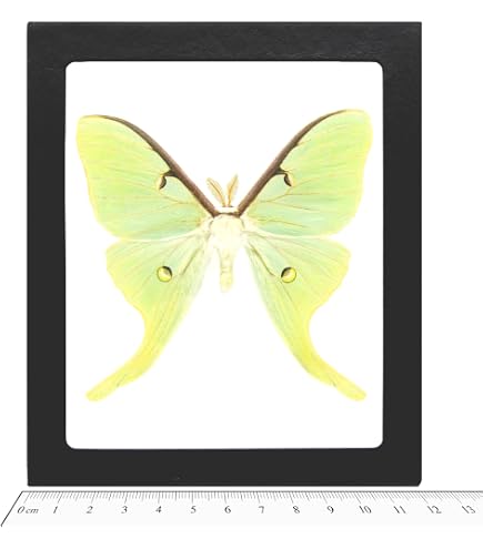 Amazon.com: BicBugs Graellsia isabellae MALE green red spanish
